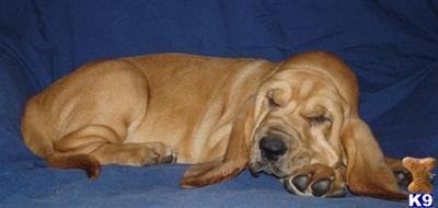 Bloodhound Puppies in TX