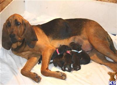 Bloodhound Puppies in TX
