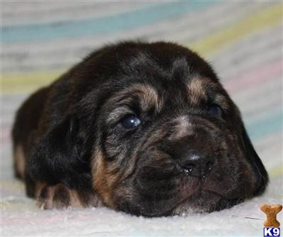 Bloodhound Puppies for Sale