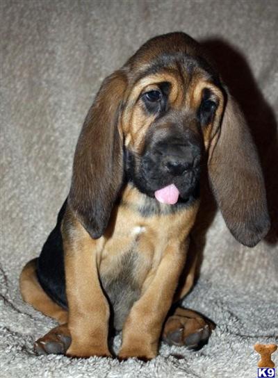 Bloodhound Puppies in TX