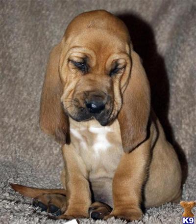 Bloodhound Puppies in TX