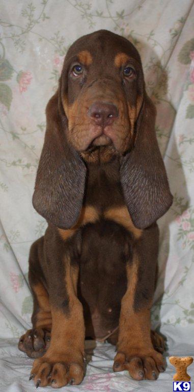 Puppies in Comfort