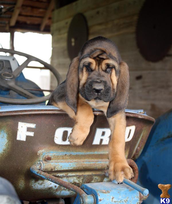 Puppies in Comfort