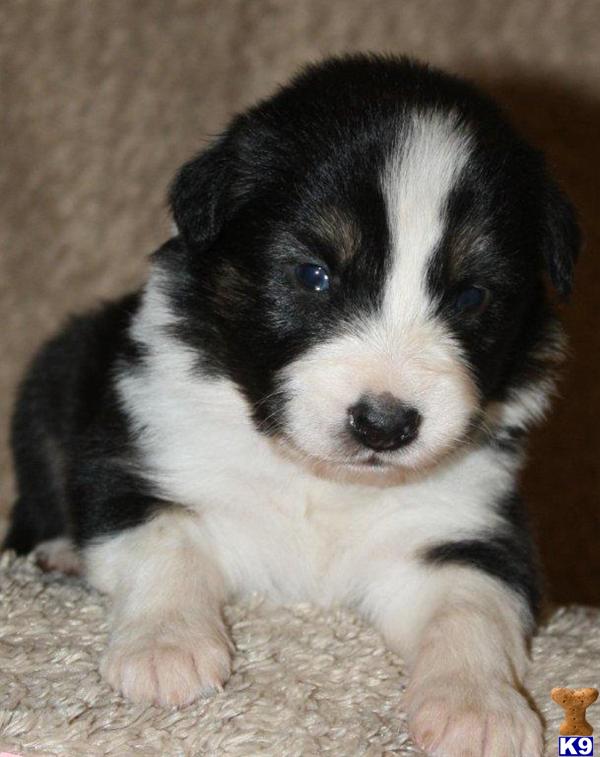 Puppies in Comfort