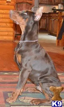 Doberman Pinscher puppy for sale