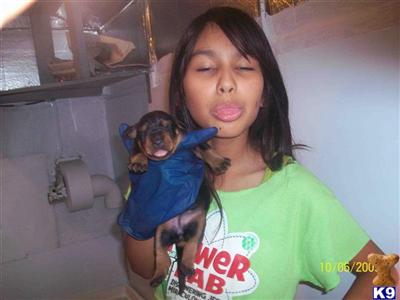 Doberman Pinscher Puppies in FL