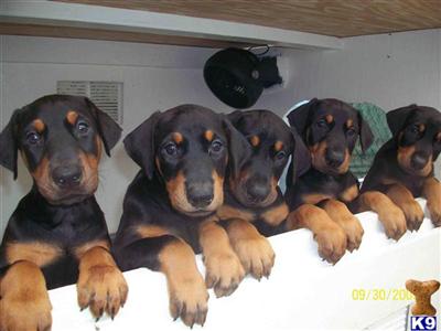 Doberman Pinscher Puppies in FL