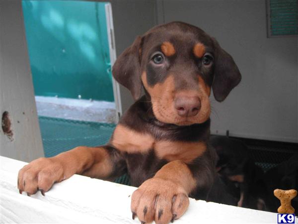 Doberman Pinscher Puppies in FL