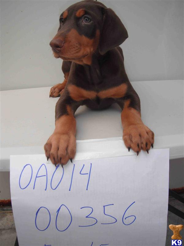 Doberman Pinscher Puppies in FL