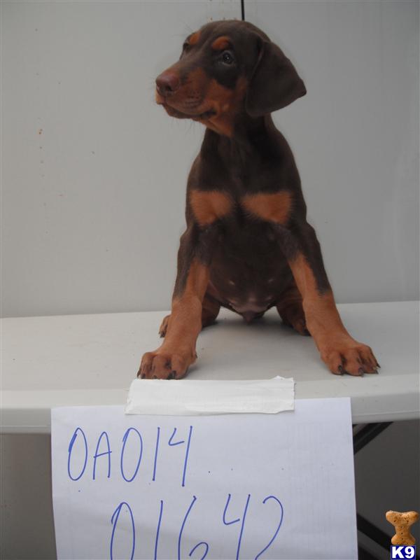 Doberman Pinscher Puppies in FL