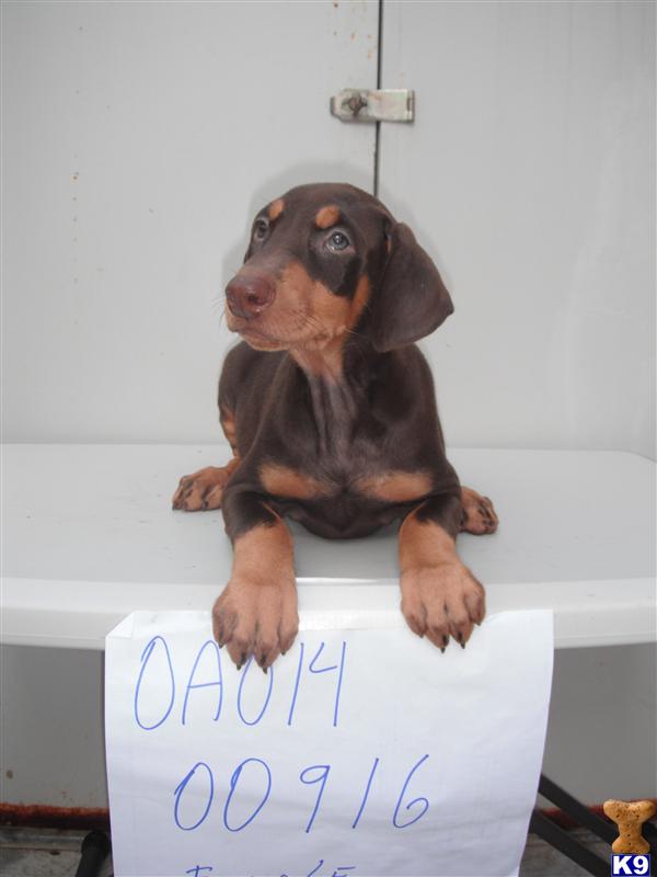 Doberman Pinscher Puppies in FL