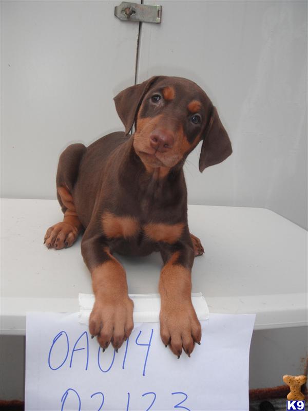 Doberman Pinscher Puppies in FL