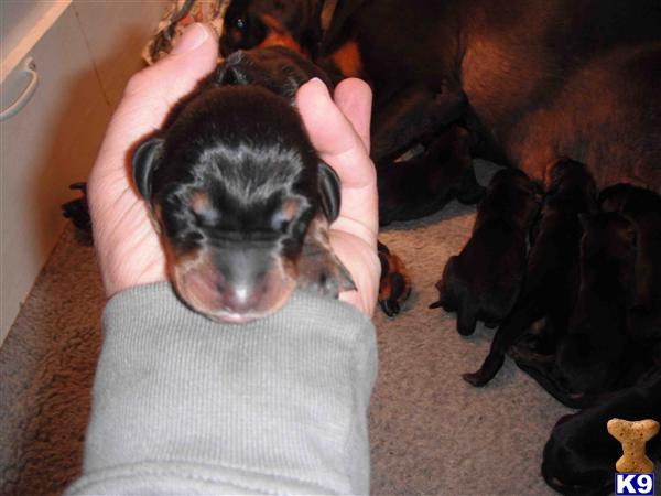 Doberman Pinscher Puppies in FL
