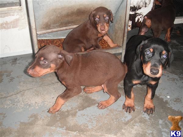 Doberman Pinscher Puppies in FL
