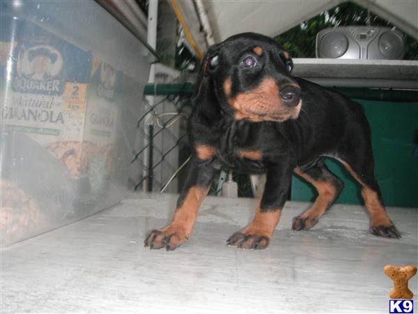 Doberman Pinscher Puppies in FL