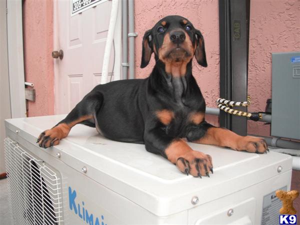 Doberman Pinscher Puppies in FL