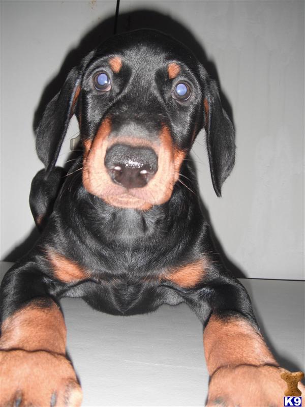 Doberman Pinscher Puppies in FL