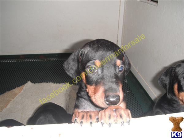 Doberman Pinscher Puppies in FL