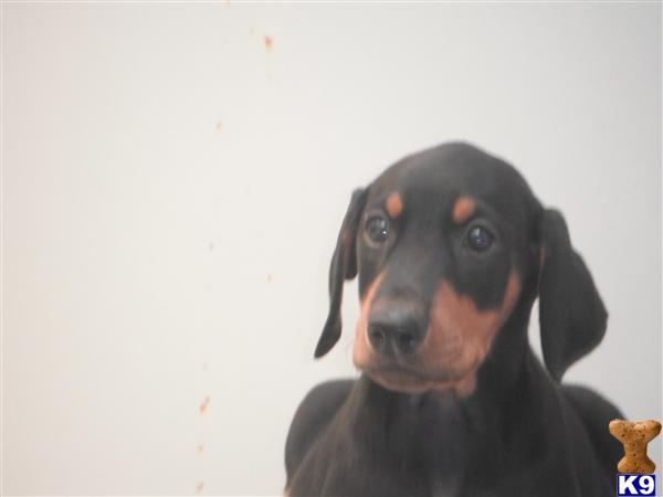 Doberman Pinscher Puppies in FL