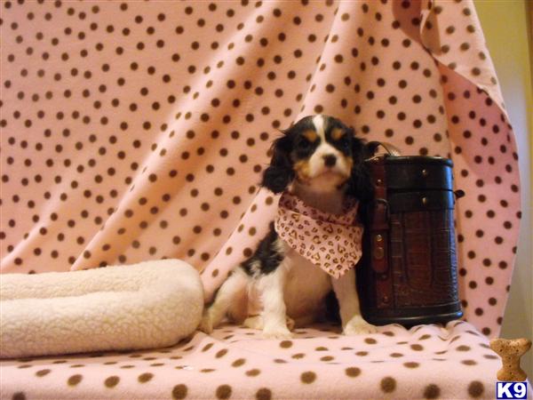 Cavalier King Charles Spaniel Puppies