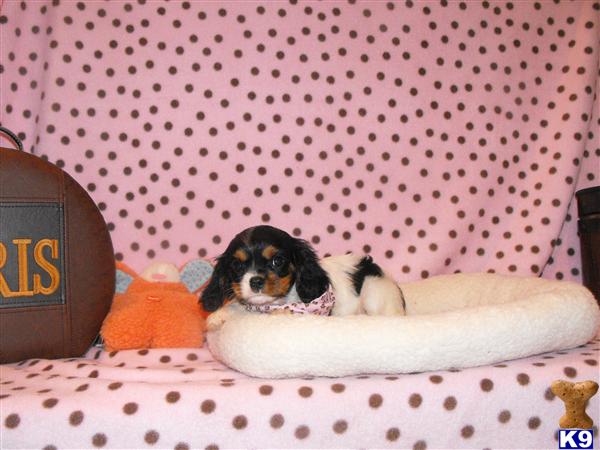 Cavalier King Charles Spaniel Puppies