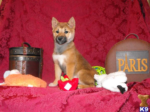 Shiba Inu Puppies