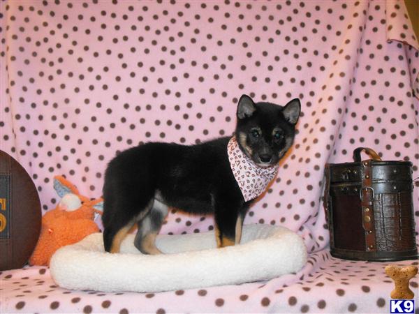 Shiba Inu Puppies