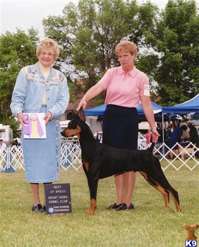 Stud Dogs - Doberman Pinscher