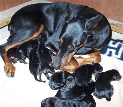 Puppies in UT