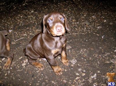 Puppies for Sale