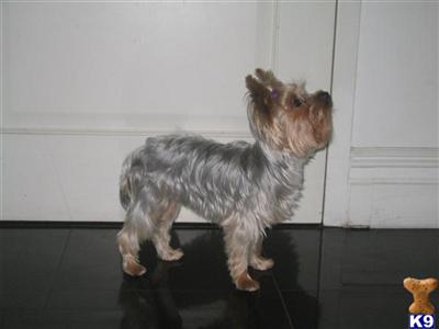 Stud Dogs - Yorkshire Terrier