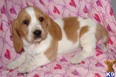 Basset Hound Puppies for Sale