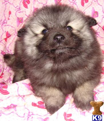 Keeshond Puppies for Sale