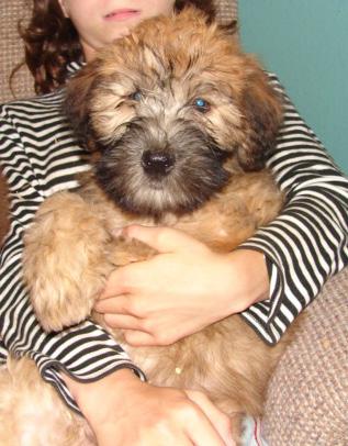 Dogs for Sale in MO
