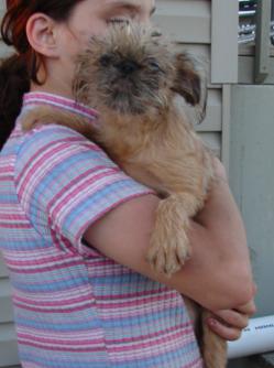 Brussels Griffon Puppies for Sale