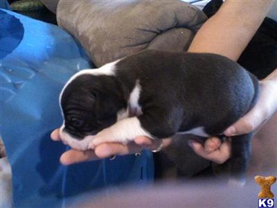 American Pit Bull Puppies in FL