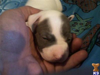 American Pit Bull Puppies in FL