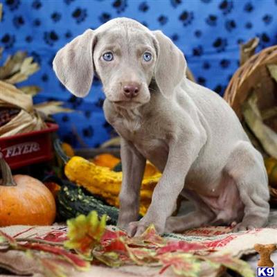 Weimaraner Puppies for Sale