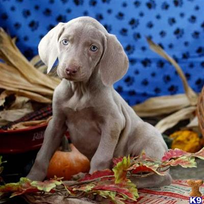 Weimaraner Puppies for Sale