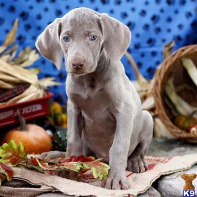 Weimaraner Puppies for Sale
