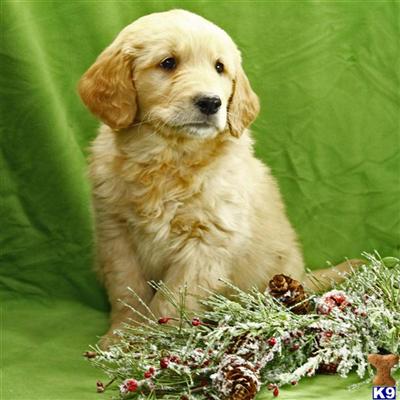 Golden Retriever Puppies for Sale