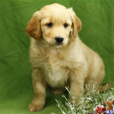 Golden Retriever Puppies for Sale