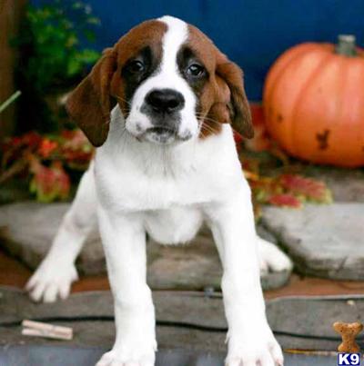 Saint Bernard Puppies for Sale