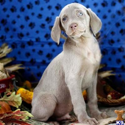 Weimaraner Puppies for Sale