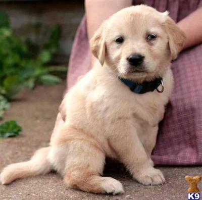 Golden Retriever Puppies for Sale