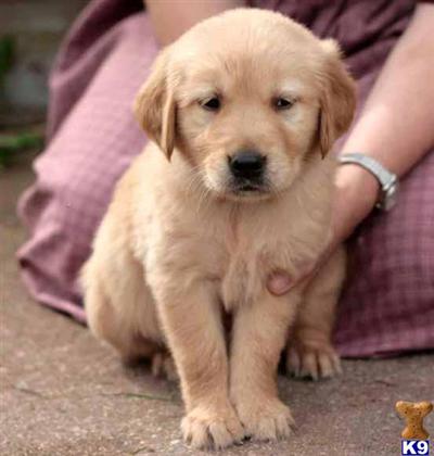 Golden Retriever Puppies for Sale