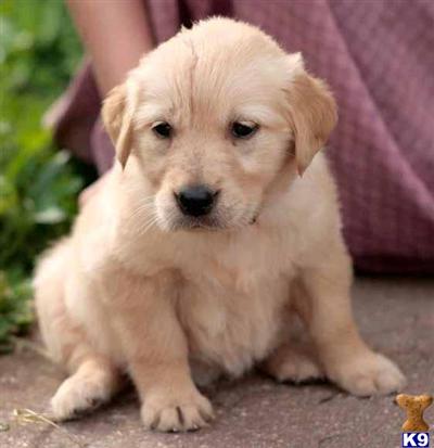 Golden Retriever Puppies for Sale