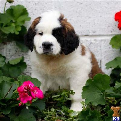 Saint Bernard Puppies for Sale