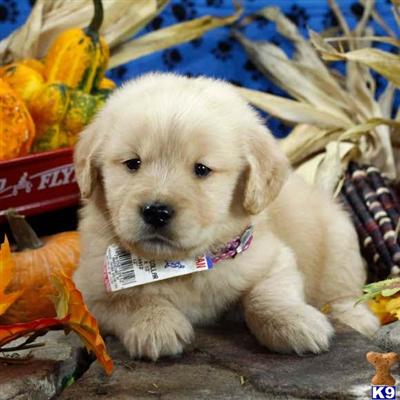 Golden Retriever Puppies for Sale