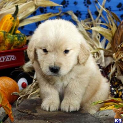 Golden Retriever Puppies for Sale